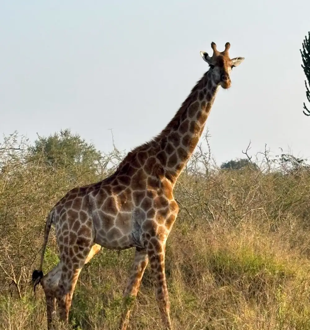Giraffe at Hlane Royal National Park, Eswatini