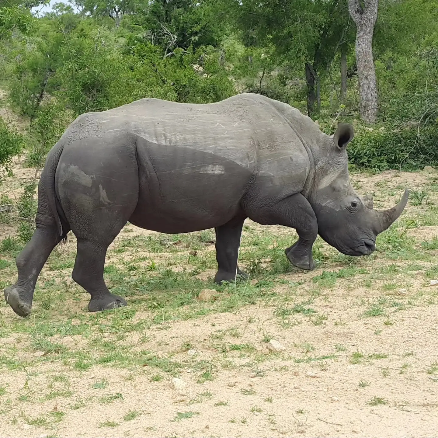 Rhino on safari in Eswatini